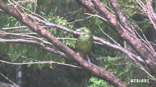 Green Catbird [upl. by Armando]