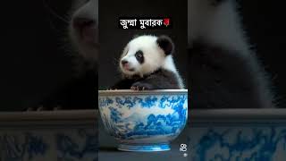 waz2023 islamicshortvideo wazbangla wazmahfil banglaislamicwaz waztime waz shorts ytshorts [upl. by Cogswell323]