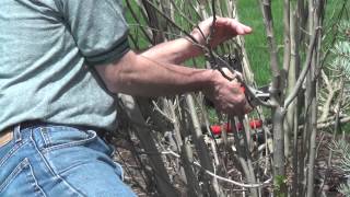 Pruning A Rose of Sharon [upl. by Ardelis750]