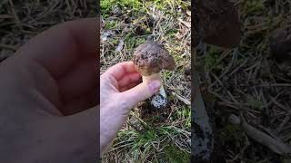 Piękny borowik szlachetny 😍🍄 grzybobranie las natura mushroom nature grzyby2024 fungi [upl. by Lutero74]