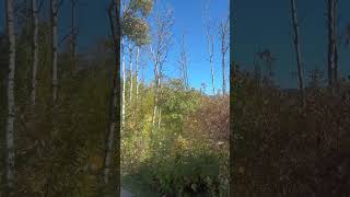 Walking among the Silver birch trees forest makes every fallseason more unique winnipeggers fall [upl. by Meadows354]