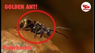 Polyrhachis ants 500 SUBSCRIBER SPECIAL [upl. by Edlin]