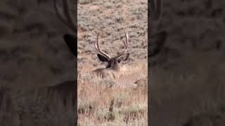 Tall buck in the sagebrush utah wildlife deer muledeer buck sagebrush [upl. by Atiniuq]