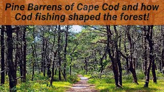 The Pine Barrens of Cape Cod Pitch Pine Pipsissewa and how Cod fishing created this forest [upl. by Trilbi176]