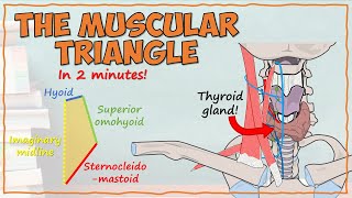 The Muscular Triangle [upl. by Nollad]