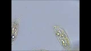 Pantoffeltierchen Paramecium unter dem Mikroskop [upl. by Shadow]