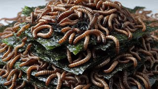 Mealworms Vs Nori Algae Mealworms Timelapse [upl. by Niobe124]