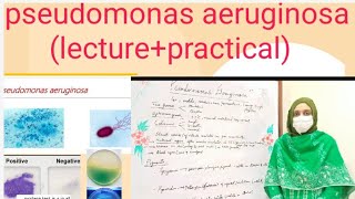 pseudomonas aeruginosalecture practical [upl. by Iviv]