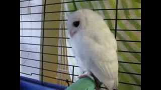 White Screech Owl  Leucistic or Albino Update to White Owl  Leucistic Baby Screech Owlquot [upl. by Beyer106]