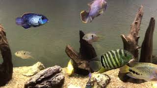 South American Cichlids Update [upl. by Regine]