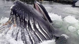 Humpback Whale Breaches Surface By Docks [upl. by Keeton67]