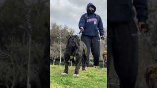 Neapolitan Mastiff Guarding [upl. by Kalil]