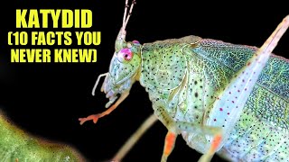 Katydid 🍃 10 FACTS You NEVER KNEW [upl. by Inahpets]