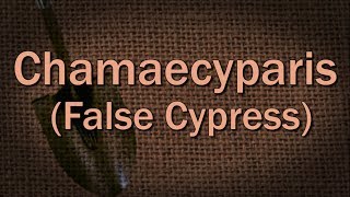 Chamaecyparis False Cypress – Family Plot [upl. by Brothers580]