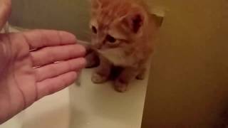 How to wash a Kitten without making it to scared [upl. by Pik424]