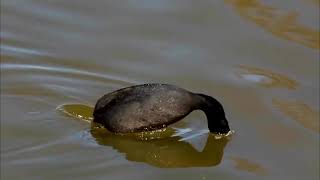 Eurasian Coot bird diving deep to fish for food [upl. by Ayana]