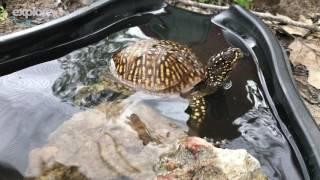 Ornate Box Turtle at Wildwood Zoo Marshfield WI [upl. by Natan]