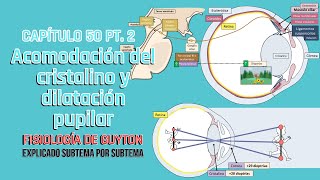 CAP 50 25 Acomodación del cristalino y dilatación pupilar l Fisiología de Guyton [upl. by Edlyn136]