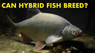 Can Hybrid Fish Spawn  FISH MYTHS UK [upl. by Matt]