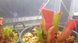 Carnivorous Plants Heliamphora Update Care and culture of Sun pitchers [upl. by Meter]