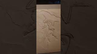 Archaeopteryx fossil at the Houston Museum of Science at Sugarland pt 2 [upl. by Anelram785]