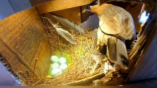 Brahminy Myna starling birds incubating [upl. by Dutchman]