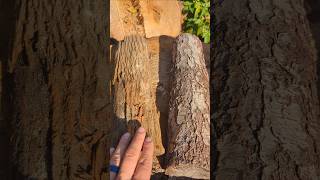 FIREWOOD ID BLACK CHERRY VS MULBERRY firewood wood [upl. by Hara]