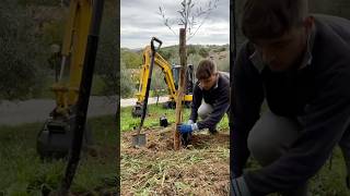 New Olive Grove🫒 100 Likes the Full Video🌳 olivertree olive working excavator oliveoil work [upl. by Graces]