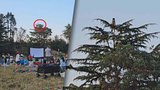 Kid Halts Movie Night After Climbing Top of Tall Pine Tree [upl. by Peder]