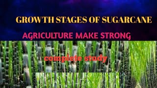 Growth stages of sugarcane germination to harvesting stages of sugarcane [upl. by Samira989]