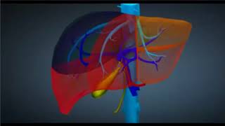 La segmentation hépatique [upl. by Wolfram]