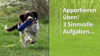 Apportieren üben ► 3 Sinnvolle Aufgaben zum Apportieren ► Praxisvideo [upl. by Mella]