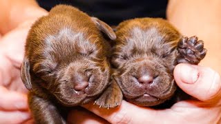 Newborn Chocolate Labrador Puppies [upl. by Johst]