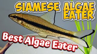 The Pros and Cons of Keeping Siamese Algae Eaters crossocheilus oblongus [upl. by Dwane]