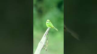 Capturing the green bee eater  Wildlife videography  Wildlife  birdwatching  birds  nature [upl. by Pippo146]