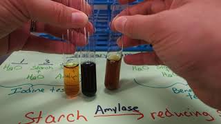 55  Salivary amylase experiment [upl. by Betta661]