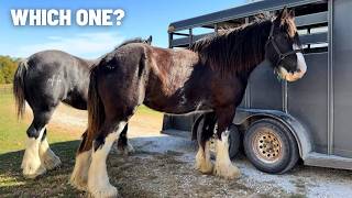 Bringing Home Oliver’s New Wife  Should We Take On And Rehab This Clydesdale Mare [upl. by Myranda]