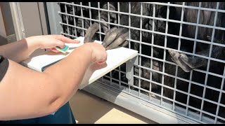 Sanctuary chimpanzees learn to use EKG device to help monitor heart health [upl. by Ellehcyt163]