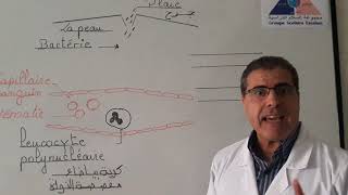 Leçon  Explication de la diapédèse et la phagocytose  SVT  3AC [upl. by Heddi714]