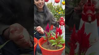 A vibrant Ornamental Flowering plant Celosia🪴❤️ shorts celosia gardeningtips [upl. by Nalek]