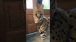 Serval Sounds Asking to Go for a Walk cat servals africancat serval shorts [upl. by Chun521]