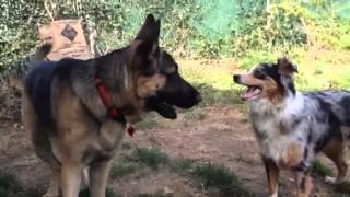 German Shepherd vs Australian Shepherd [upl. by Ahk]