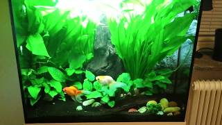 Planted Goldfish Tank 32 gallons [upl. by Redle25]