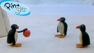 Pingus Family and Friends 🐧  Pingu  Official Channel  Cartoons For Kids [upl. by Yllet515]