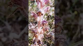 Orobanche pubescens ή Οροβάγχη η χνουδωτή λύκος ρούβαλο μπλε λουλούδι [upl. by Sonitnatsnoc]