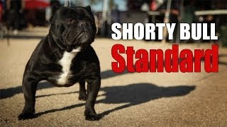 SHORTY BULL  BREED STANDARD [upl. by Atenaz]