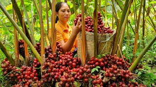 Harvesting Cardamom on the Mountain 2000m High go to the Market sell  Animal care  Tran Thi Huong [upl. by Elana256]