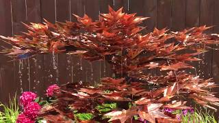 Japanese Maple Copper Tree Fountain Kit [upl. by Belita61]