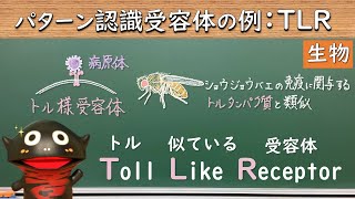 パターン認識受容体の例：トル様受容体（TLR）【48生物】（新課程では必須ではないので注意） [upl. by Lenhard449]