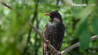 How to Identify Birds The Starling [upl. by Mahmoud]